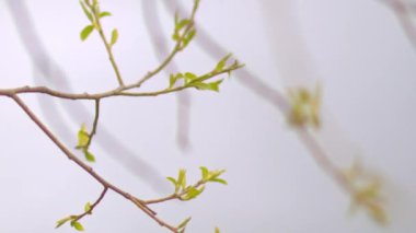 Genç yeşil yaprakları ve dalları üzerinde