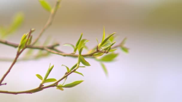 Jeunes feuilles vertes sur les branches — Video