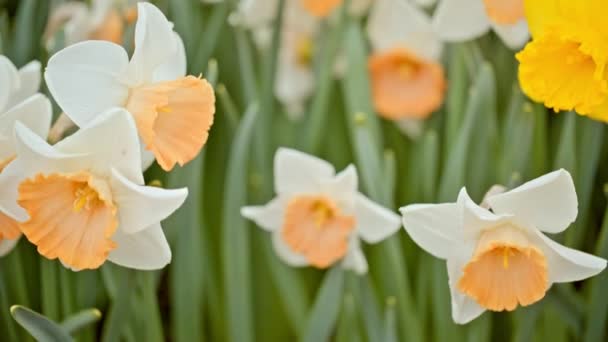 Narcisos blancos balanceándose en el viento — Vídeo de stock