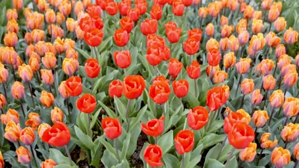 Färgglada tulpaner på blomsterrabatten — Stockvideo