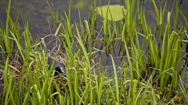 Pato sentado en los huevos en la hierba — Vídeo de stock