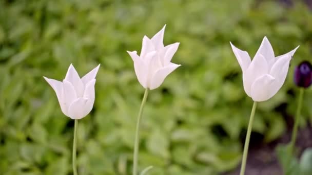 Tulipas brancas no canteiro de flores — Vídeo de Stock