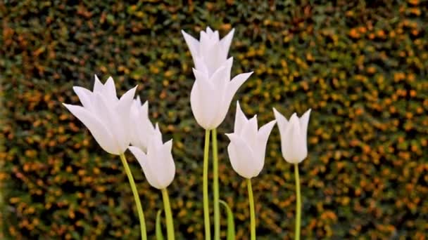 Білі тюльпани на клумбі — стокове відео