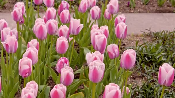 Roze tulpen op de flowerbed — Stockvideo