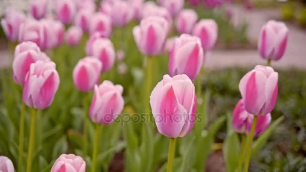 A virágágyásba a rózsaszín tulipánok — Stock videók