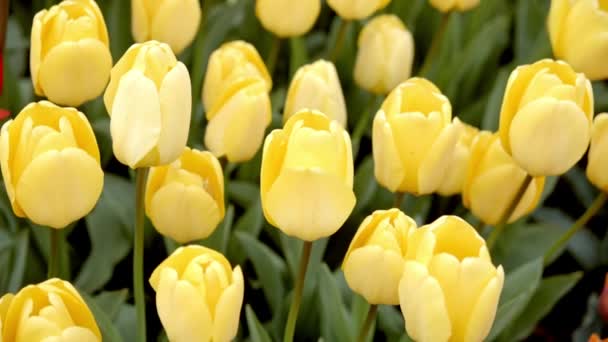 Yellow tulips on the flowerbed — Stock Video