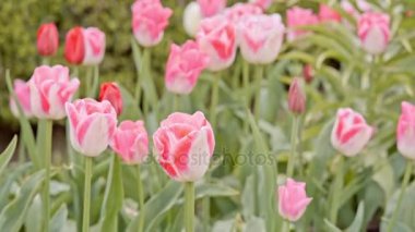 Beyaz, pembe ve kırmızı laleler