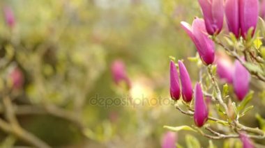 pembe Manolya çiçek ağaç üzerinde