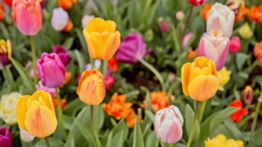 flowerbed üzerinde renkli Lale