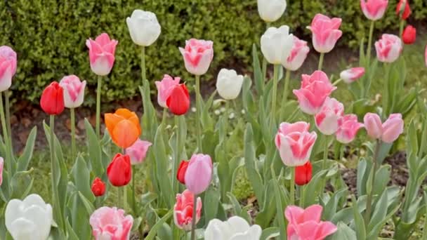 Tulipanes blancos, rosados y rojos — Vídeos de Stock