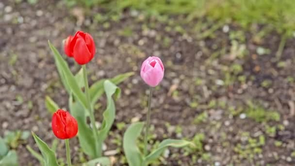 Tulipanes blancos, rosados y rojos — Vídeo de stock