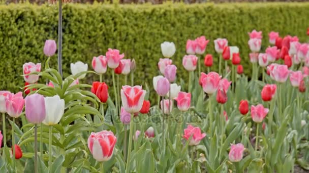 Tulipanes blancos, rosados y rojos — Vídeo de stock