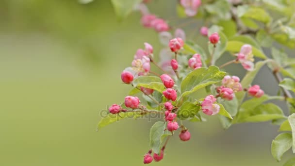 Rosa flores de manzana en una rama — Vídeo de stock