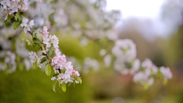 Weiße Apfelblüten an einem Zweig — Stockvideo