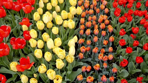 Tulipanes coloridos en el macizo de flores — Vídeos de Stock