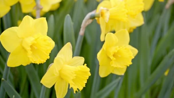 Yellow daffodils sway in the wind — Stock Video