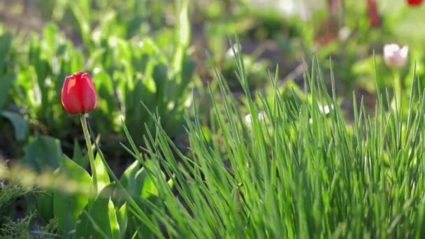 tulipe rouge parmi l'herbe verte 