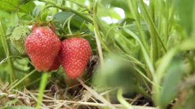 asma, güneşli havalarda asılı çilek