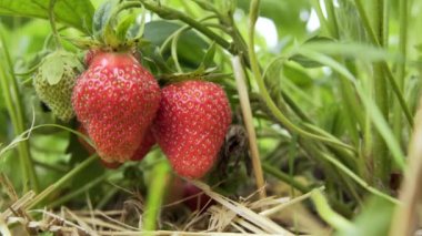 asma, güneşli havalarda asılı çilek