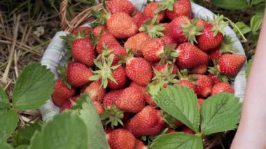 olgun çilek çalılıkların üzerinden almak