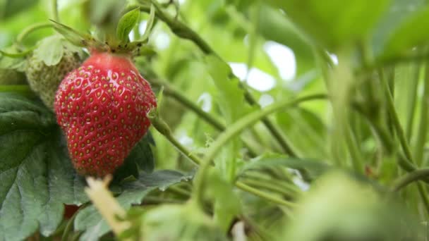 Erdbeere hängt an der Rebe, sonniges Wetter — Stockvideo