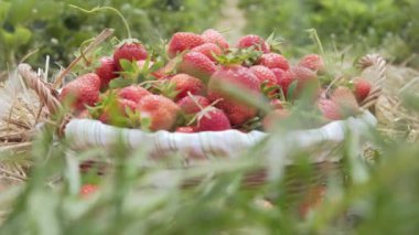 olgun çilek sepeti saman üzerinde