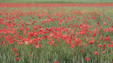 alan, büyük çiçek üzerinde kırmızı haşhaş