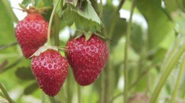 asma, güneşli havalarda asılı çilek