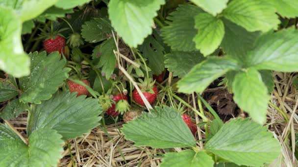 Fraise suspendue à la vigne, Temps ensoleillé — Video