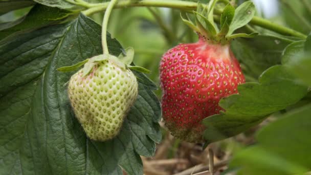 Aardbei opknoping op de wijnstok, zonnig weer — Stockvideo