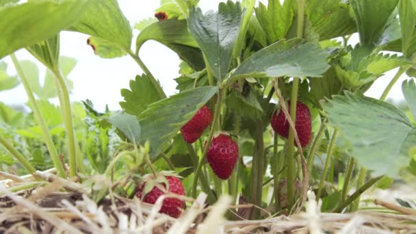 Morango pendurado na videira, tempo ensolarado — Vídeo de Stock