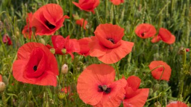 alan, büyük çiçek üzerinde kırmızı haşhaş