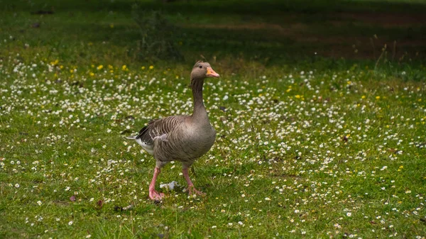 Oies broutant sur l'herbe — Photo