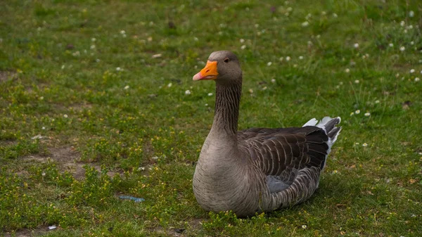 Geese grazing on the grass — Stock Photo, Image