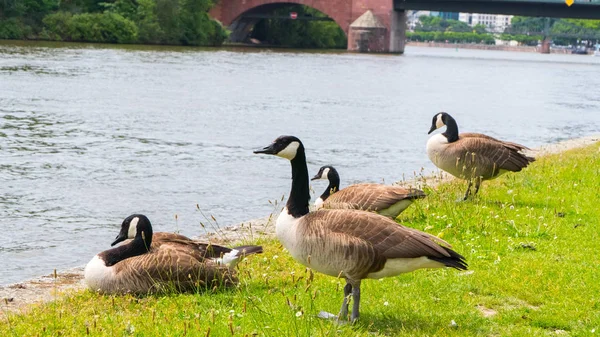 Gäss betar på gräset — Stockfoto