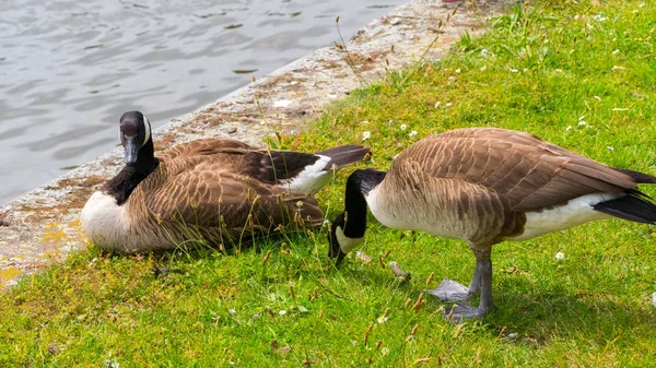 Gänse grasen auf dem Gras — Stockfoto