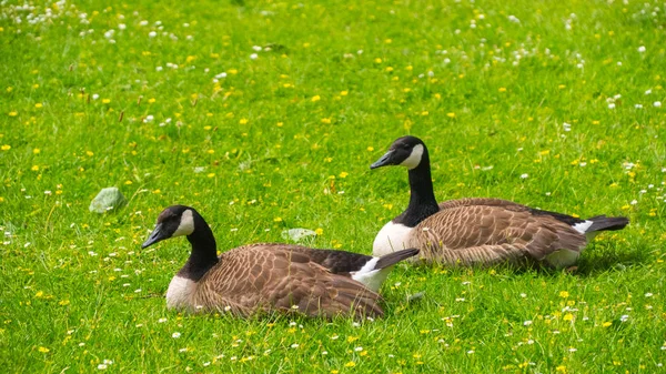 Gäss betar på gräset — Stockfoto