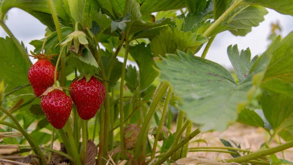 Strawberry hanging on the vine, Sunny weather Stock Image