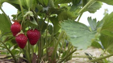 asma, güneşli havalarda asılı çilek