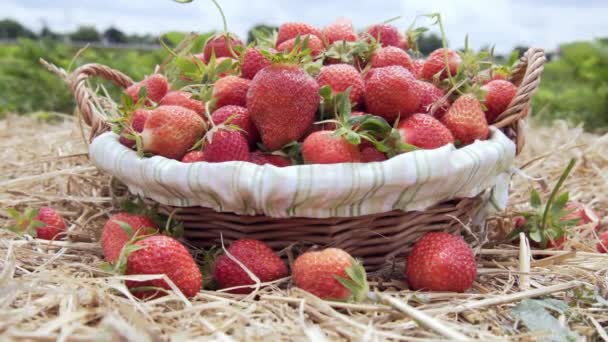 Reife Erdbeere im Korb auf Stroh — Stockvideo