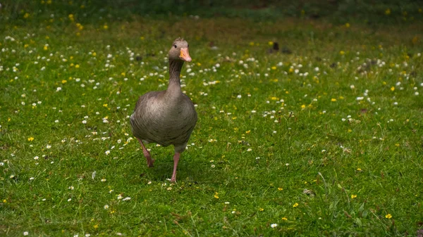 Ganzen grazen op het gras — Stockfoto