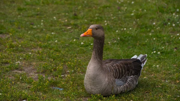 Oies broutant sur l'herbe — Photo