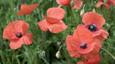 alan, büyük çiçek üzerinde kırmızı haşhaş. ağır çekim