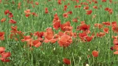 alan, büyük çiçek üzerinde kırmızı haşhaş. ağır çekim