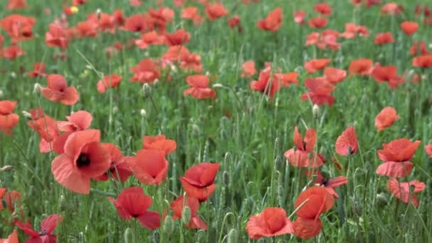 Red poppies on the field, big flowers. slow motion — Stock Video