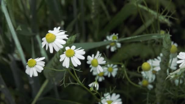 绿草和鲜花在阳光下 — 图库视频影像