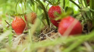 asma, güneşli havalarda asılı çilek