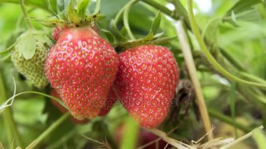 asma, güneşli havalarda asılı çilek