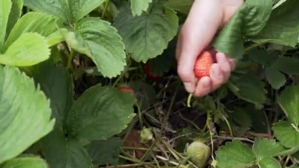 Соберите спелую клубнику из кустов — стоковое видео