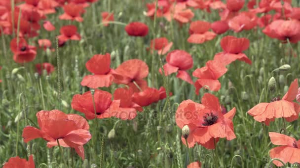 Червоні маки на полі, великі квіти — стокове відео
